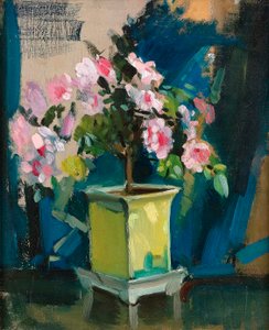 Camellia