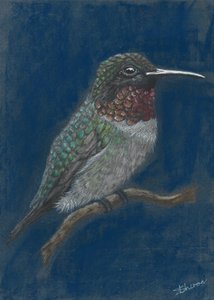 Vibrant Hummingbird Perched