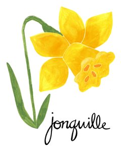 Yellow Jonquil Illustration
