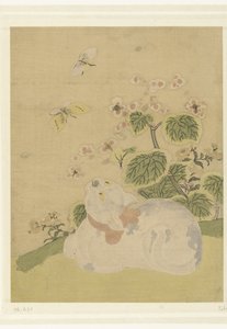 Cat and Butterflies