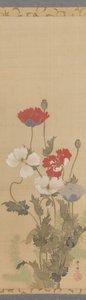 Poppies