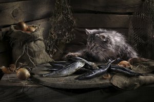 Curious Cat And Fish by Svetlana Pavlоvskaja