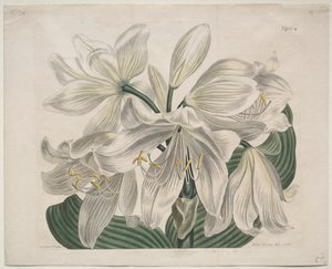 The Botanical Magazine or Flower Garden Displayed: White Cape - Coast Lily