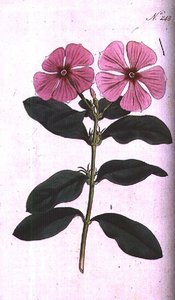 Periwinkle, Plate 248 from William Curtis
