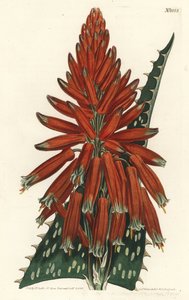 Soap or Zebra Aloe by Sydenham Teast Edwards