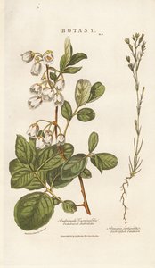 Andromeda and Sandwort by Sydenham Teast Edwards