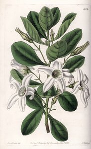 Anthocercis Variete, Native to Australia by Sydenham Teast Edwards