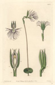 Araignee Orchid by Sydenham Teast Edwards