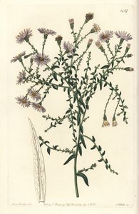 Aster Variety - New York Aster by Sydenham Teast Edwards