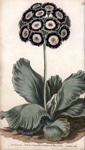 Auricle or Bear Ear
