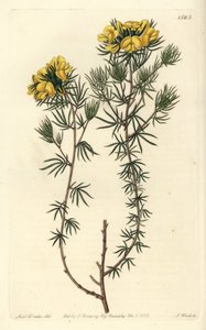 Australian gompholobium variety by Sydenham Teast Edwards