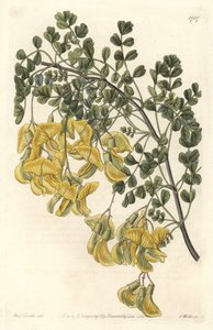 Baguenaudier du Nepal - Water Forte by S. Watts from an Illustration by Sarah Anne Drake, from the Botanical Register