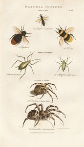 Bees, Aphids and Spiders by Sydenham Teast Edwards