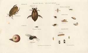 Beetle Species and Their Developmental Stages by Sydenham Teast Edwards