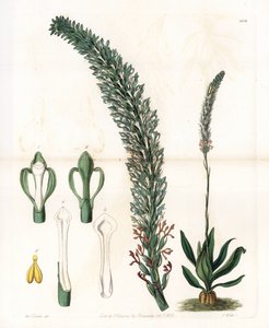 Belle Sauroglossum. Handcoloured copperplate engraving from Sydenham Edwards