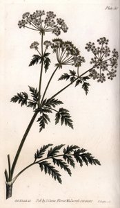 Big Hemlock by Sydenham Teast Edwards