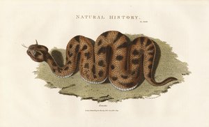 Boa Constrictor