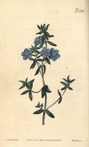 Broad-leaved pimpernel, Anagallis latifolia by Sydenham Teast Edwards