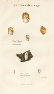 Bubble Shells of Various Species by Sydenham Teast Edwards