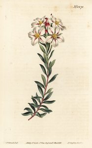 Buchu, Adenandra villosa (Umbel-flowered diosma, Diosma speciosa) by Sydenham Teast Edwards