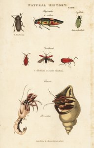 Jewel Beetles and Common Hermit Crab