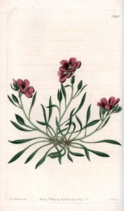 Calandrinia Variete
