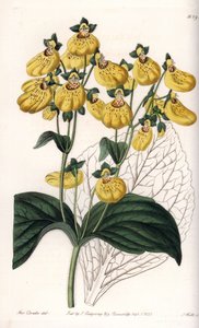 Calceolary or small slipper, with yellow flowers - Engraved by S.Watts, from an illustration by Sarah Anne Drake, from the Botanical Register of Sydenham Edwards
