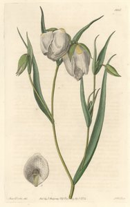 Calochorte with White Flowers by Sydenham Teast Edwards