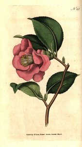 Rose Camellia by Sydenham Teast Edwards