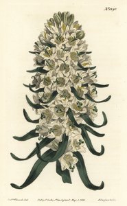 Pyrenean bellflower, Campanula speciosa (Long-spiked bellflower, Campanula thyrsoidea)