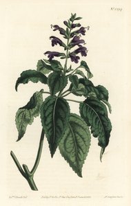 Caribbean Sage - Salvia lamiifolia (Purple-flowered sage, Salvia amoena)
