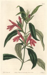 Carmantine, native of Brazil. Handcoloured copperplate engraving from the Botanical Register by Sydenham Teast Edwards