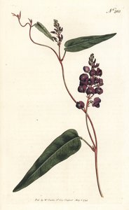 Caulinia bimaculata (Purple glycine, Glycine bimaculata). Illustration by Sydenham Edwards from William Curtis