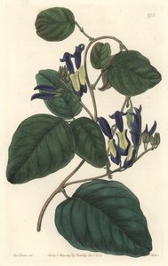 Caulinie Noiratre, Native to Australia - S. Watts Strong Water from an Illustration by Sarah Anne Drake, from the Botanical Register by Sydenham Teast Edwards