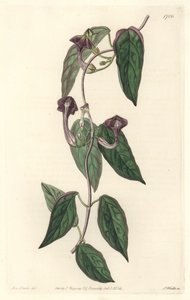 Ceropegia elegant, native of India - Strong water by S. Watts from an illustration by Sarah Anne Drake, from the Botanical Register by Sydenham Teast Edwards