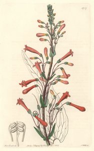 Chelone (or Galane) with Valerian Leaves, Native to California - S. Watts Strong Water from an Illustration by Sarah Anne Drake, from the Botanical Register by Sydenham Teast Edwards
