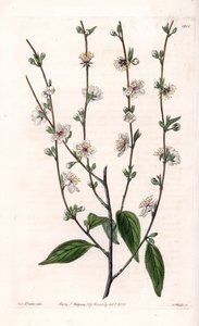 Cherry tree - Engraved board by S. Watts, from an illustration by Sarah Anne Drake, from the Botanical Register of Sydenham Edwards, England by Sydenham Teast Edwards