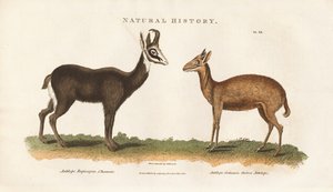 Chinese and Guinea Antelope by Sydenham Teast Edwards