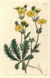 Jagged-leaved Cinquefoil, Potentilla Laciniosa. Handcoloured Copperplate Engraving by S. Watts after an Illustration by M. Hart from Sydenham Edwards