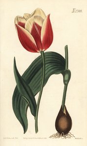 Claramond tulip, Tulipa suaveolens by Sydenham Teast Edwards