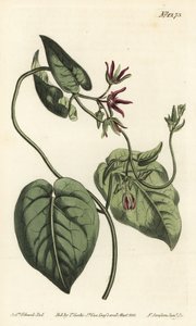 Climbing Milkvine, Matelea obliqua