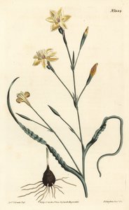 Curled leaved moraea, Moraea crispa by Sydenham Teast Edwards