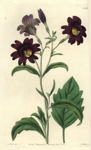 Curvy Salpiglossis - Painted Tongue by Sydenham Teast Edwards