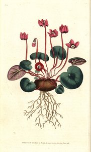Round-leaved cyclamen, Cyclamen coum