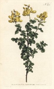 Common Cytisus by Sydenham Teast Edwards