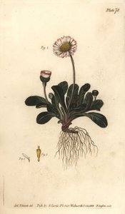 Daisy, Bellis perennis by Sydenham Teast Edwards
