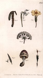 Different chalices: primrose, snow pierce, hazelnut, cike, grass, mushroom and moss. Coloured copper engraving, illustration by Sydenham Edwards for Conferences of Botanical, Botanical Garden of Lambeth, England by Sydenham Teast Edwards