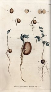 Germination Steps of Pea Seed and Common Bean by Sydenham Teast Edwards