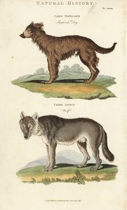 Dog and Wolf - Shepherd dog, Canis familiaris, and wolf, Canis lupus. by Sydenham Teast Edwards