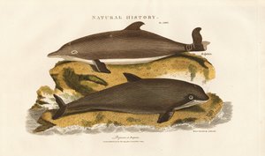 Dolphin and Common Porpoise by Sydenham Teast Edwards